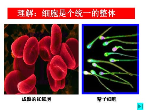 原核細胞 生物世界的基礎(chǔ)單位