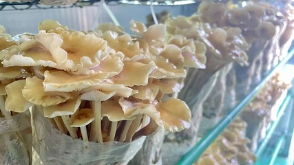 深化&ldquo;三個年&rdquo;活動 聚力聚焦打好&ldquo;八場硬仗&rdquo; |棚掌柜:打造會思考的&ldquo;農場&rdquo;